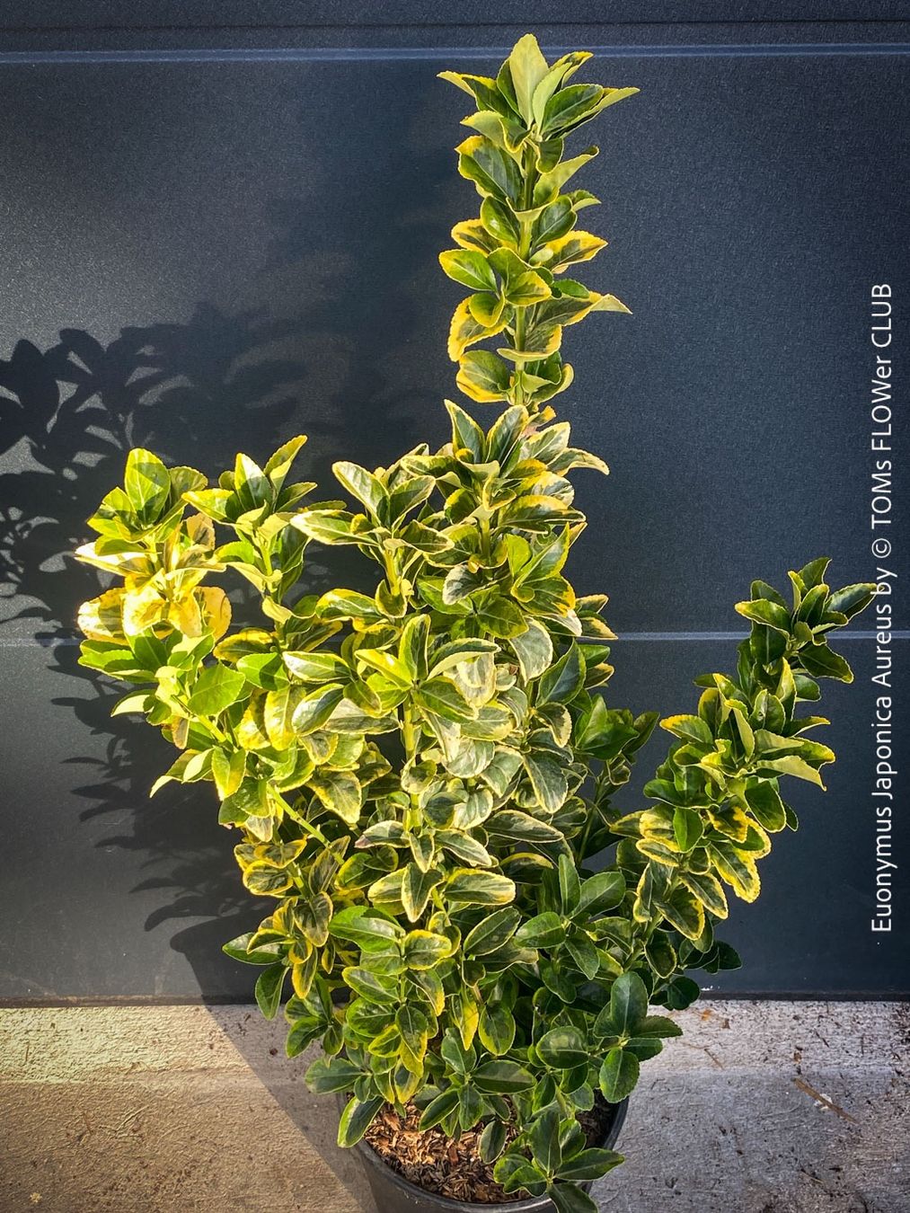 Pflanzen & Samen: Euonymus Japonicus ‘Aureus’ oder 'Bravo' - immergrün – Neu und originalverpackt aus Adliswil von TAKEYOURPLANT 9