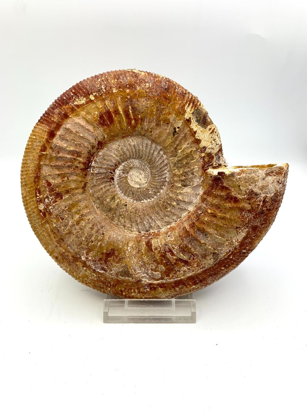 Fossili: Ammonit - 17cm - Naturbelassen – Nuovo (secondo la descrizione) da Samstagern venduto da Spliti
