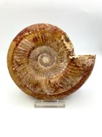 Ammonit - 17cm - Naturbelassen