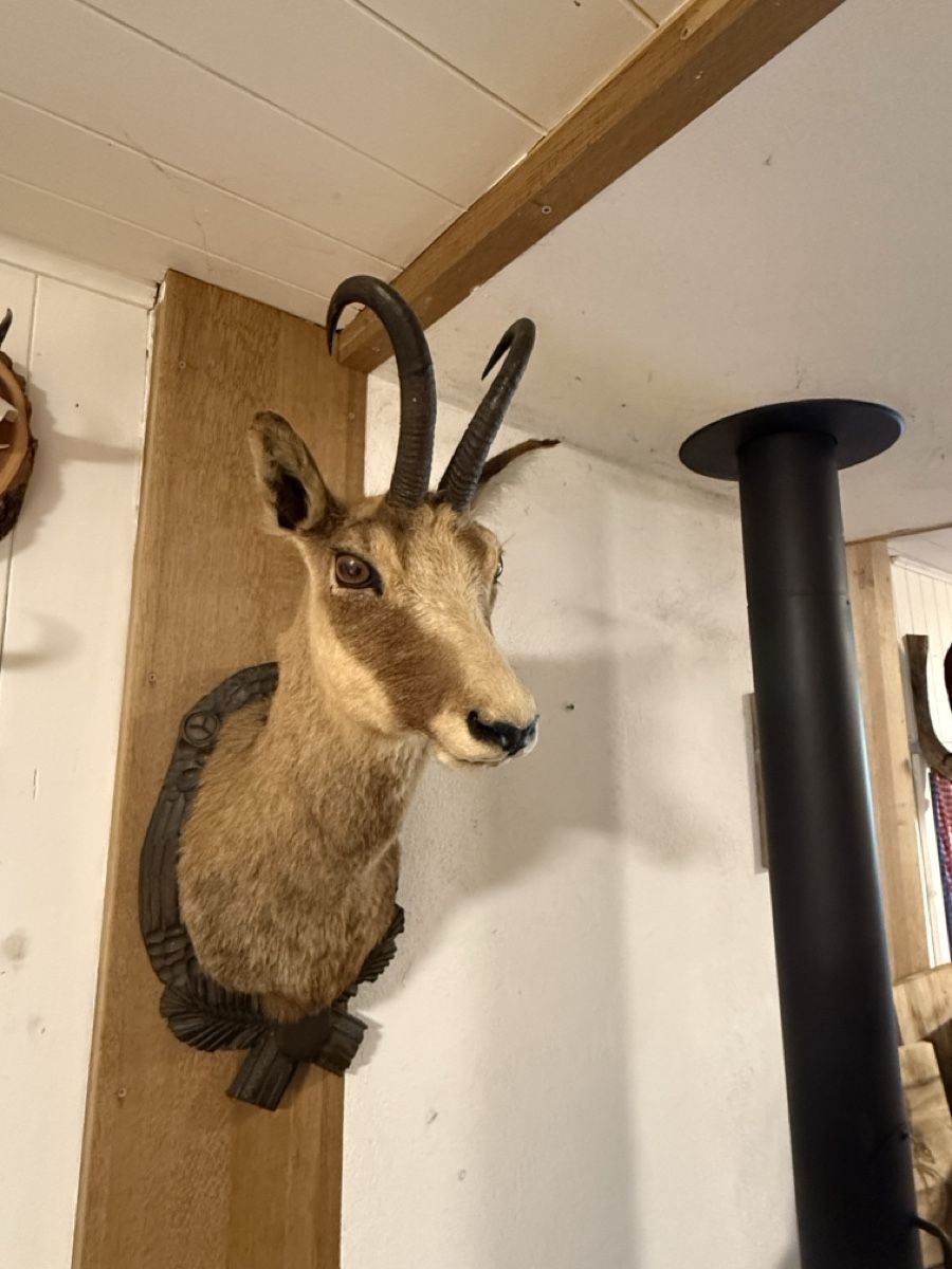 Il mondo degli animali: Wunderschöne Gamskopf Trophäe. – Usato da Brüttisellen venduto da Simi210.210