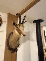 Wunderschöne Gamskopf Trophäe.