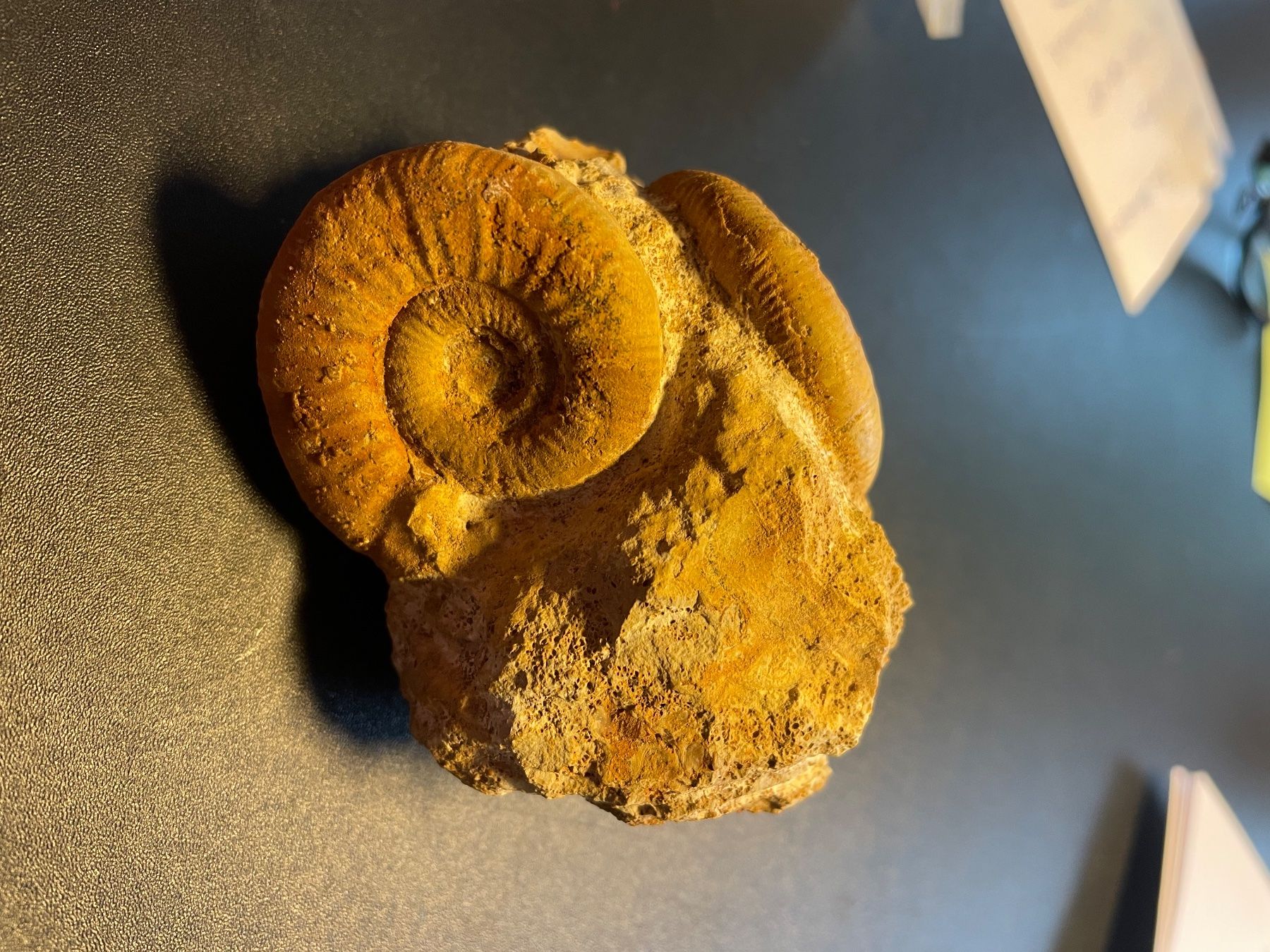 Fossili: Fossilien. 2 Ammoniten auf Muttergestein  (grün) – Usato da buch am irchel venduto da Hildoceras