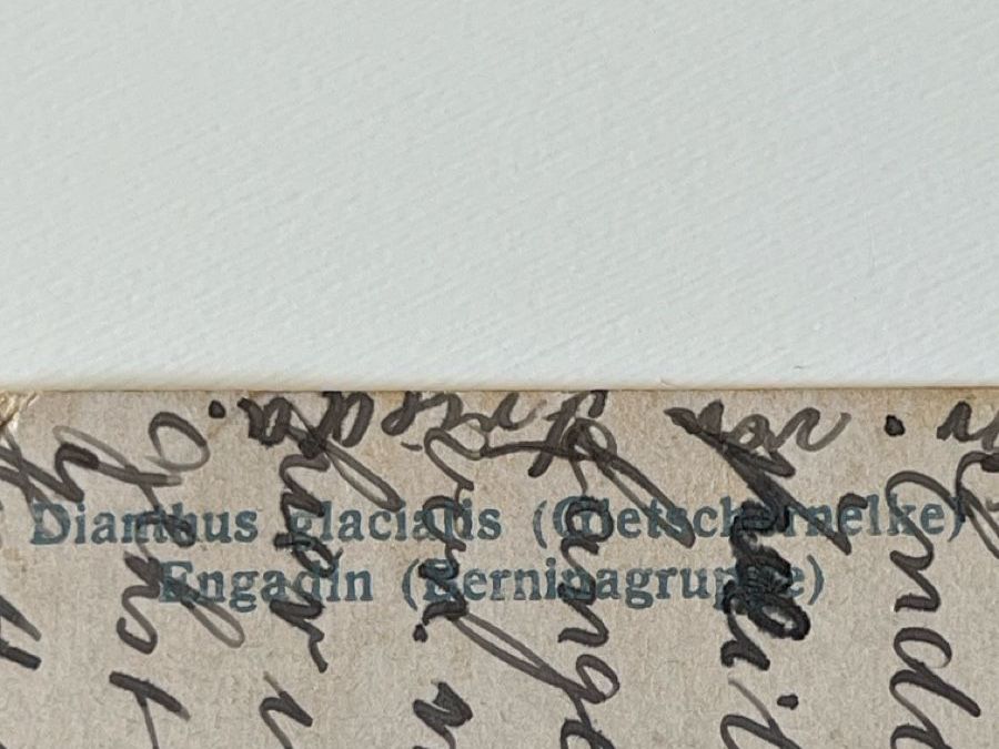 Cartoline postali: Engadin (Berninagruppe). 1931 gestempelt – Usato da Uster venduto da Arrayo 2