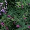 Piante & sementi: Indigotier  2 PLANTS – Nuovo (secondo la descrizione) da Bremblens venduto da FIBONACCI369 2