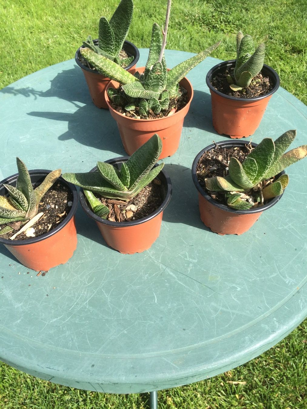 Piante & sementi: Gasteria Hirschzunge – Nuovo (secondo la descrizione) da Vinelz venduto da Wellensittich55 2