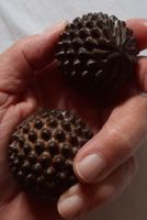 Holz Hand-Massageball - Handtrainer - Therapie-Bälle / Kugel