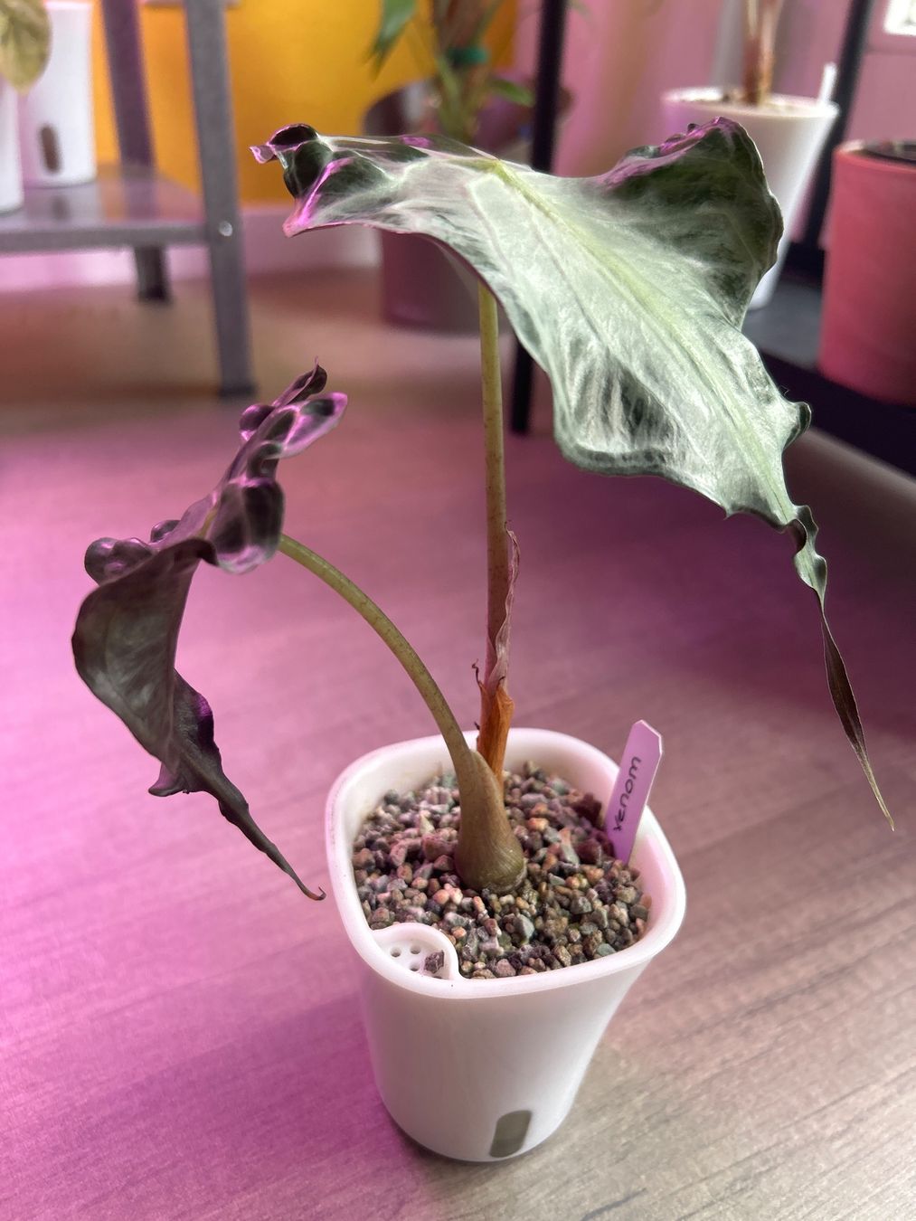 Piante & sementi: Alocasia Venom – Nuovo (secondo la descrizione) da Scherzingen venduto da Elefantenohr.ch 2