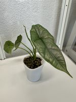 Alocasia Heterophylla ‘Dragon’s Breath’ 🌿