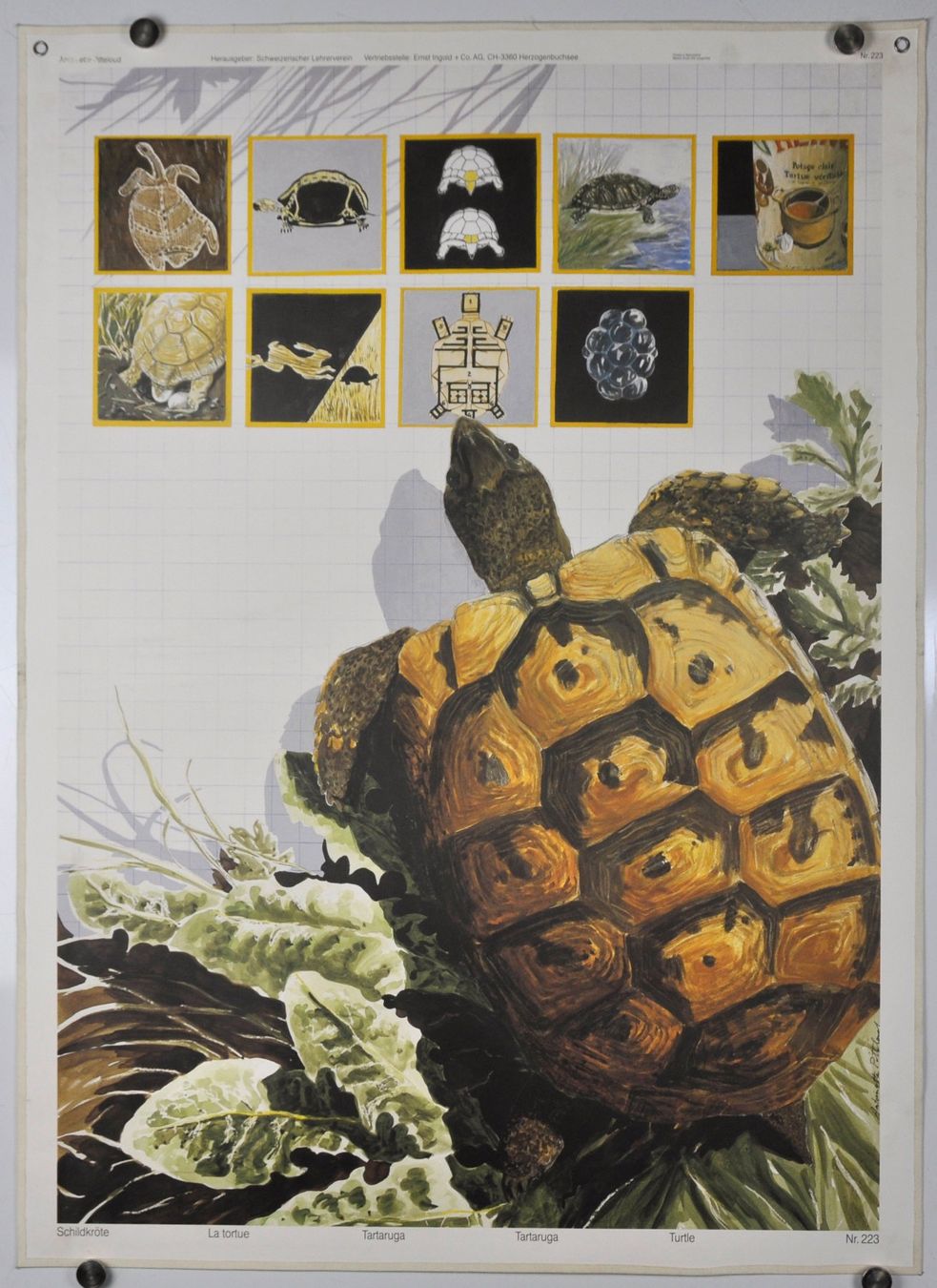 Poster & Bilder: Schulwandbild "Schildkröte" Ant. Pitteloud – Gebraucht aus Härkingen von sammelbecken 1