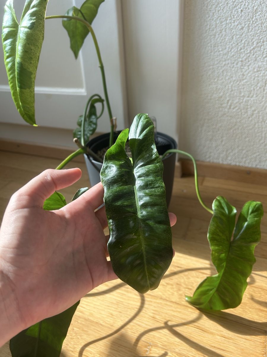 Pflanzen & Samen: Zwei Philodendron Paradiso Verde Steckling – Gebraucht aus Zürich von fabuulois 4