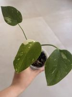 🌿 Monstera Thai Constellation – Baby Plant 🌿