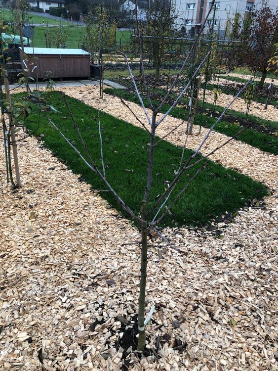 Obstbaum/Niederstamm/Kirschbaum/Kordia Kaufen auf Ricardo