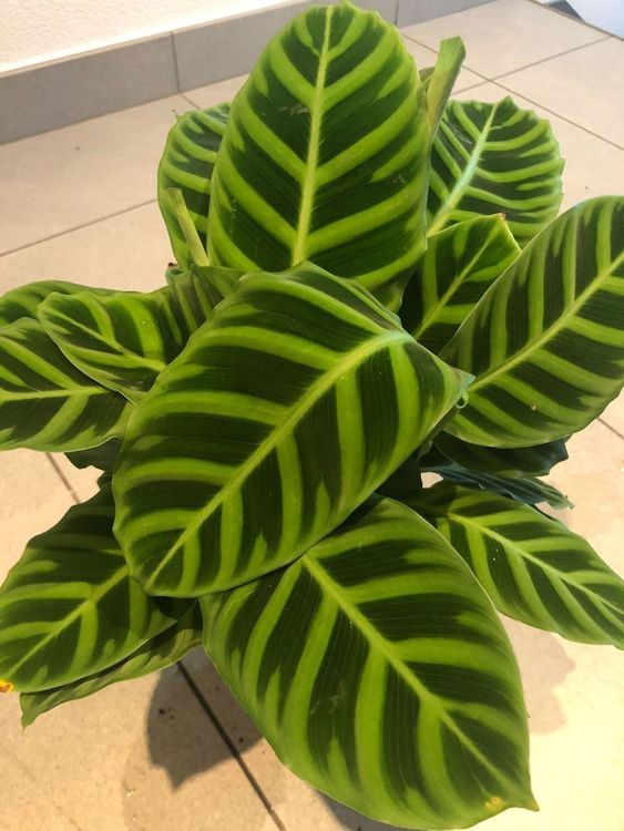 CALATHEA ZEBRINA BLANCO Zierpflanze 40cm Kaufen auf Ricardo