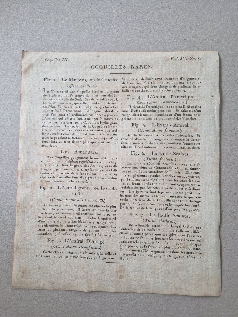 Incisioni: Stich Muscheln Bertuch handkoloriert 1802 – Usato da Zollikon venduto da whataboutrome 4