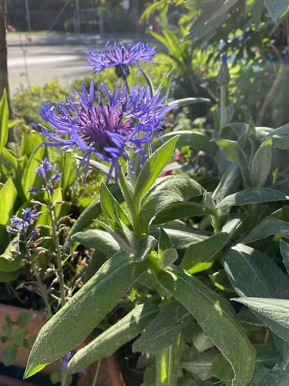 Ciotole: 7 Blumen in der Schale – Usato da Frauenfeld venduto da Irene.Schuppli 3