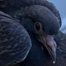 Profile image of Ericds