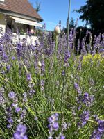 3-jähriger Lavendelbusch für den Garten - Selbstabholung!