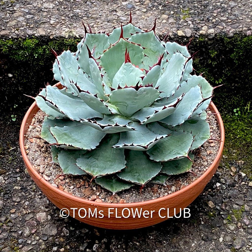 Piante & sementi: Agave Potatorum Kichiokan Ø 20cm – Nuovo e nell'imballaggio originale da Adliswil venduto da asTOMas963 6