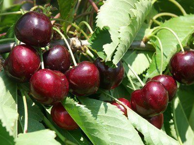 Pflanzen & Samen: Obstbäume / Obstbaum – Neu und originalverpackt aus Kleinwangen von obs_yb77 7