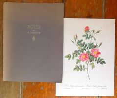 Redouté – Les Roses – 6 planches botaniques en couleurs