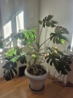 Monstera 150 x 100 cm / 10+ jahre alt gesund