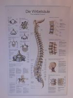 Anatomie Poster: Die Wirbelsäule - Lehrtafel für Studenten