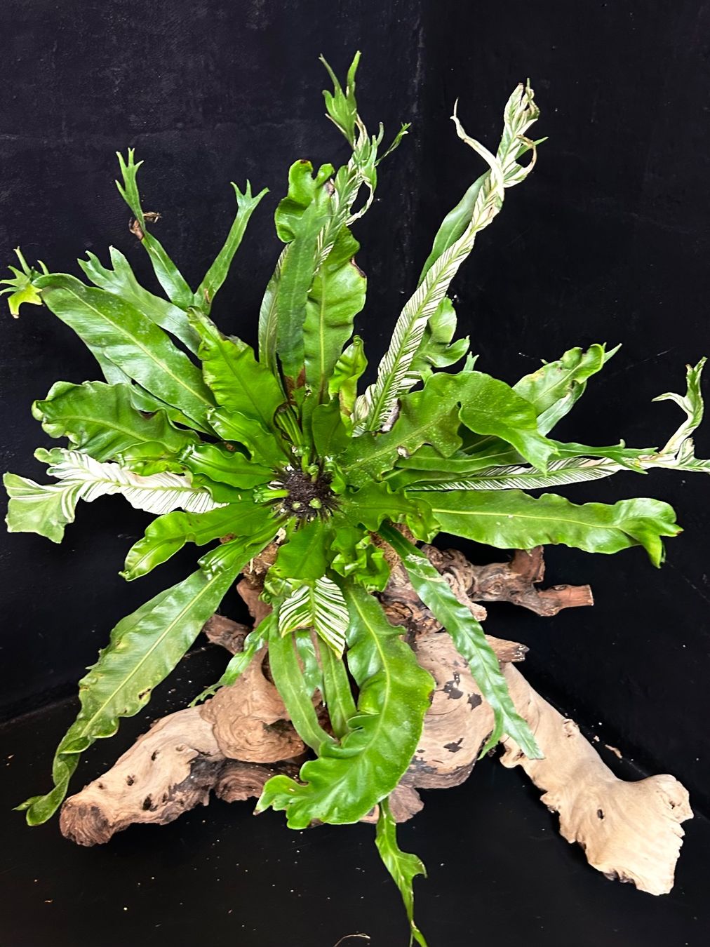 Pflanzen & Samen: 💚 ASPLENIUM AUSTRALASICUM VARIEGATA /AUSTRALISCHER NESTFARN – Gebraucht aus Giubiasco von Green_Soul 5