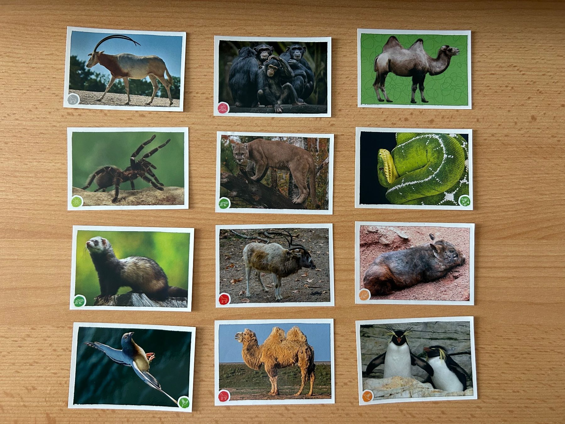 Panini Sammelbilder & Trading cards: 12 stickers collection ANIMAUX 2020 Panini – Neu (gemäss Beschreibung) aus Villars-le-Terroir von pla_8d6b