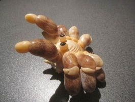Spinne aus Muscheln