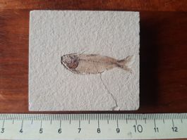 Kleiner fossiler Fisch USA