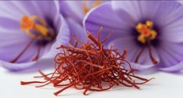 🌸 15 Safran-Knollen – rare Crocus sativus jetzt pflanzen !