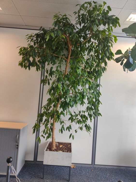 Ficus Benjamin Pflanze Kaufen auf Ricardo