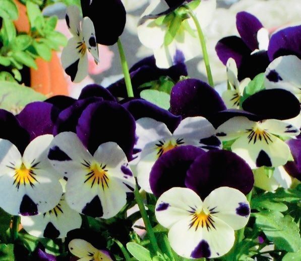 Piante & sementi: 50 SAMEN MIX FELD-STIEFMÜTTERCHEN WILD – Nuovo e nell'imballaggio originale da Rovio venduto da POSITIFFARTandPLANTS