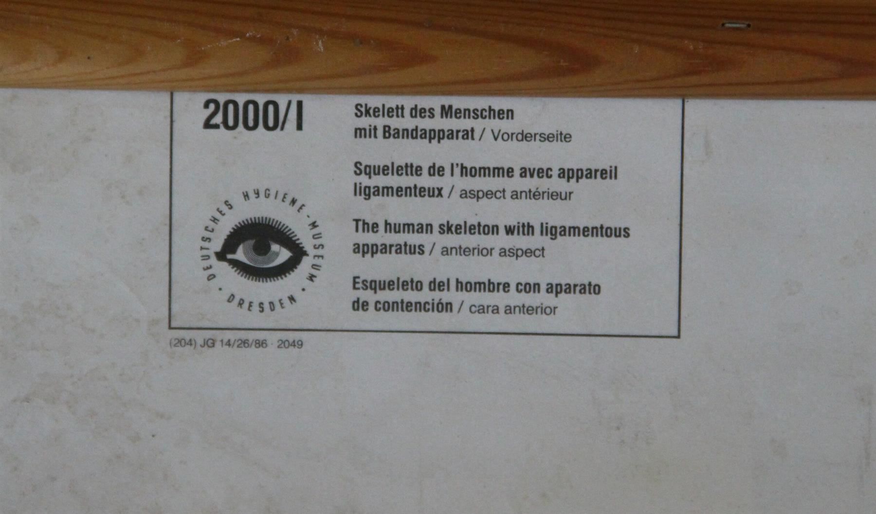 Poster & Bilder: Schulwandbild "Skelett" 185  cm x 85 cm – Gebraucht aus Birrwil von brandschatz_birrwil 8