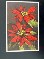 Blumenkarte 194 Poinsettia gest.  (G189)