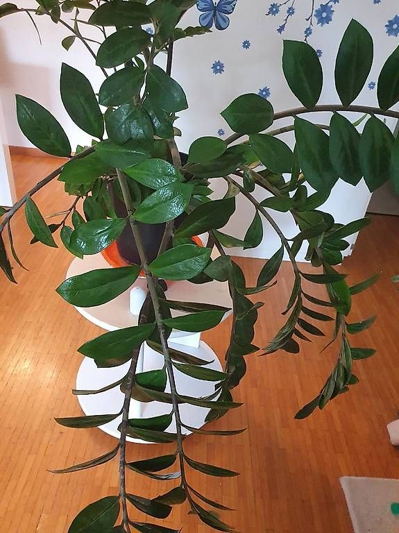 Pflanzen & Samen: Zamioculcas – Gebraucht aus Schliern b.Köniz von Nalsa 2