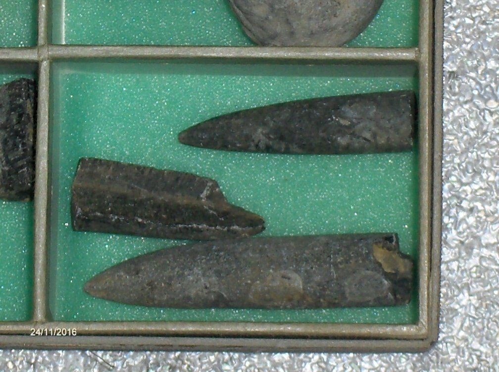 Fossilien: Fossilien Versteinerung  Sammeln Steinzeit – Gebraucht aus Schlattingen von Schmidi50 4