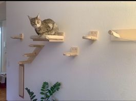 Kletterwand Katzen