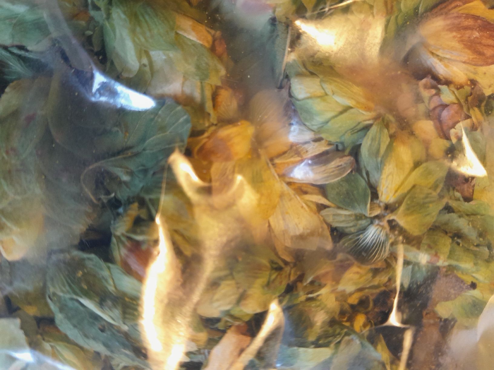 Piante & sementi: Hopfen Perle Bio – Nuovo e nell'imballaggio originale da Oltingen venduto da raconteurs 1