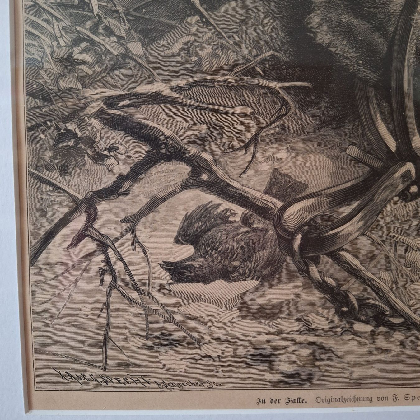 Foto & Immagini: Grösseres Bild, "In der Falle", F. Specht – Usato da Winterthur venduto da Goldpipau 3