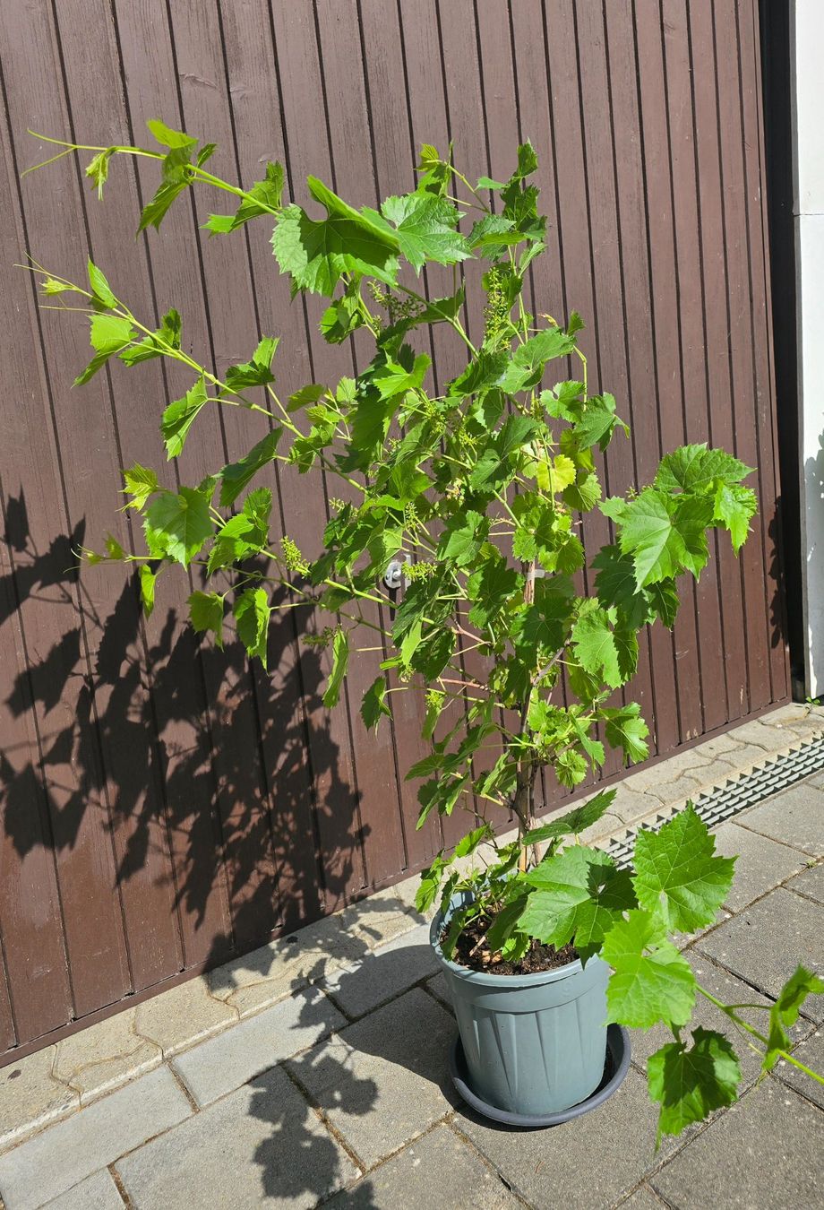Piante & sementi: TRAUBEN VITIS - vinivera "Marechal Foch" – Usato da Aarburg venduto da popkorn65 4
