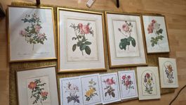 Redouté Rosen Bilder Set Goldrahmen und Diverse