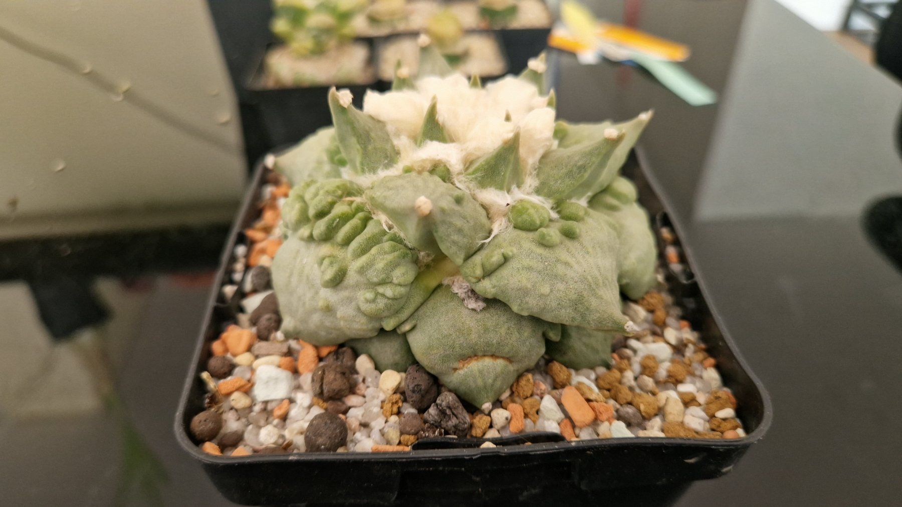 Piante & sementi: Ariocarpus Retusus cv. Cauliflower – Usato da Zürich venduto da LophiMaster 3