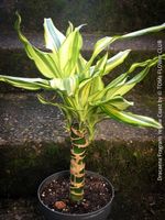 Dracaena Fragrans Yellow Coast - strahlend wie die Sonne