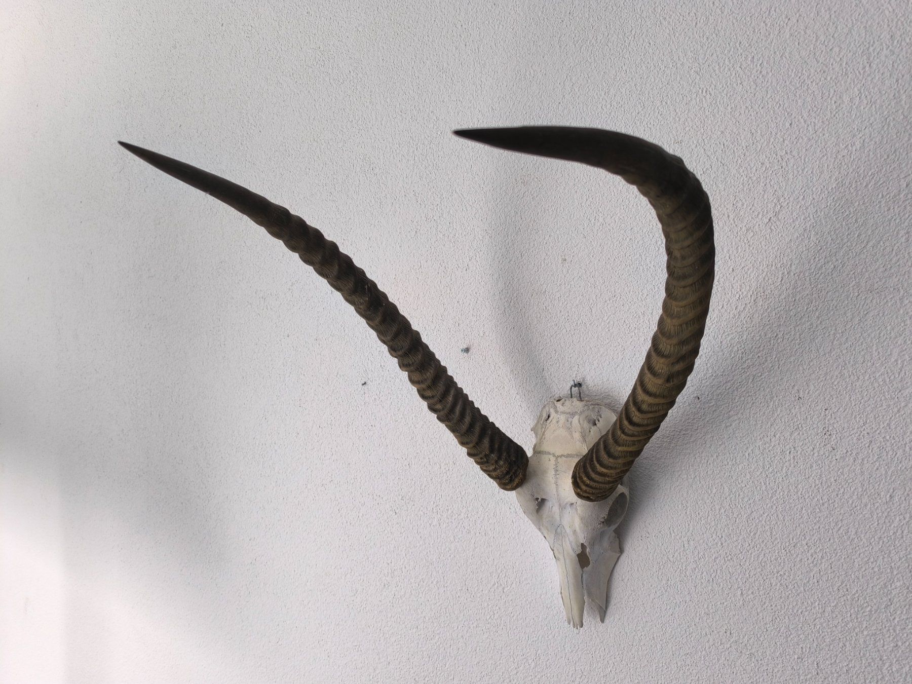 Altre raccolte & rarità: Trophäe Afrikanische Springbock - Antilope – Usato da Rüti ZH venduto da Restwert_Rueti_ZH