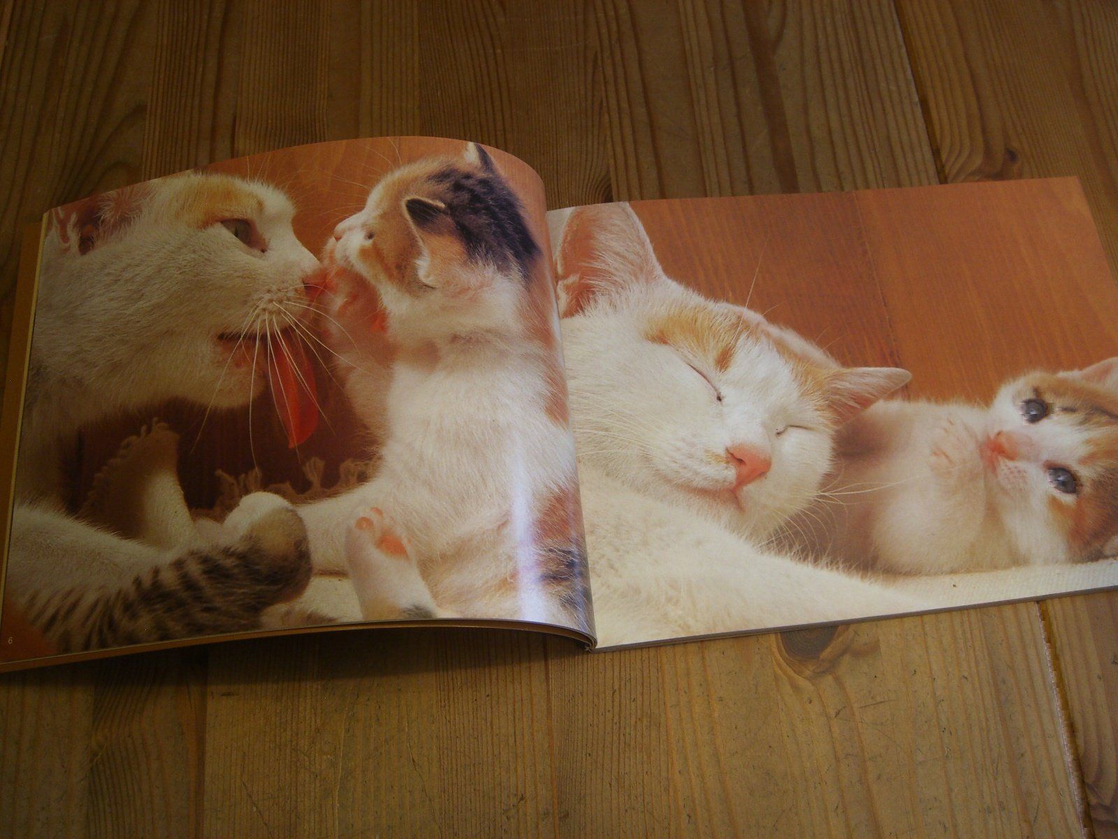Bücher: Zauberhaftes Katzen-Buch "Katzenspiele" – Neu (gemäss Beschreibung) aus Winterthur von Gaia 1