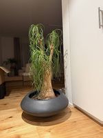 Elefantenfuss zu verkaufen inkl. Topf