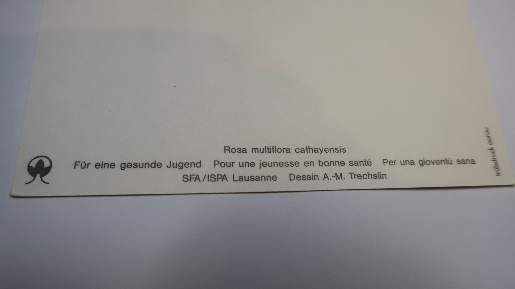 Karten: Rose multiflora cathayensis. – Gebraucht aus Cormoret von Pascalll2001 3
