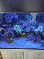 Meerwasseraquarium mit viel Korallen & Fischen zu verkaufen