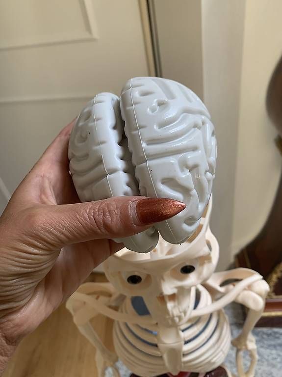 Kit di modellismo & Modellini statici: Älteres detailliertes Anatomie Lehrmodell – Usato da Rothrist venduto da Oddymanliane 3